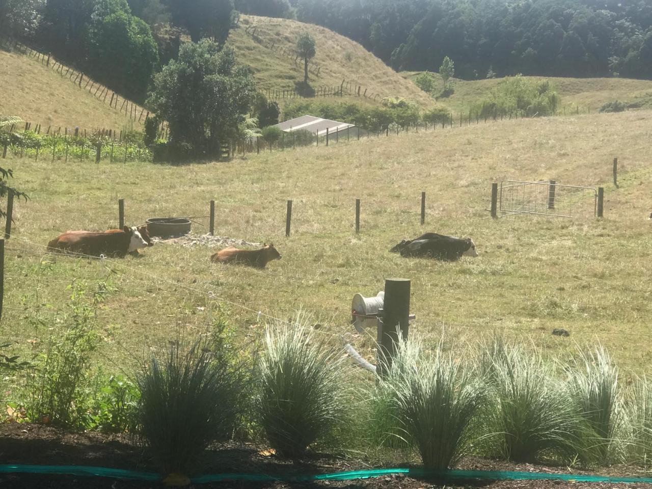 Pukeko Lodge Bnb New Plymouth Eksteriør bilde